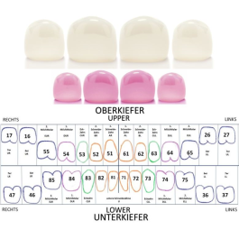 SANKIN ANATOM PRIMARY CROWNS上下乳歯冠　25ク122 NuSmile Signature Pediatric Crown - Anterior Review | score