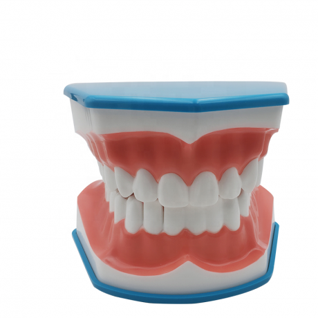 Zahnpflege-Demomodell mit Zunge und Zahnbürste