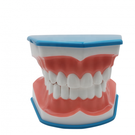 Dental Demo-Teethmodel with tongue and toothbrush 