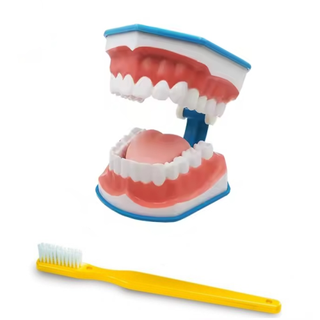 Dental care Demo-Model with tongue incl. toothbrush